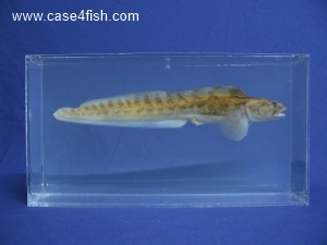 Foto Galerie/Perciformes/Cottoidei/Zoarces viviparus/Zoarces viviparus_01_S.jpg